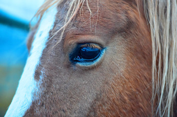 ojo de caballo