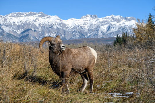 Bighorn sheep (Ovis canadensis), Jasper National Park, Alberta, Canada