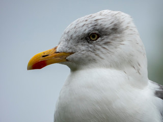 Seagull close up