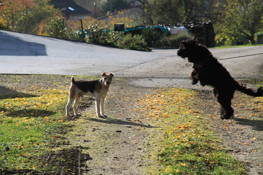 Rencontre de chiens