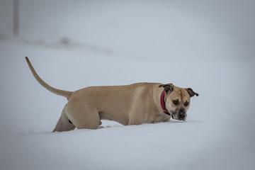 Hund hüpft durch den Schnee