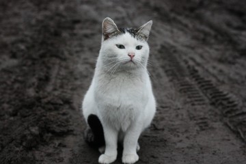 Obraz premium Beautiful white cat on the street in the village 