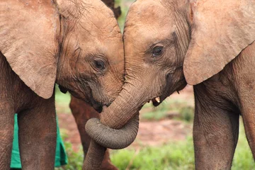 Fototapeten Nahaufnahme von zwei Babyelefanten mit ihren Stämmen, die in einer Anzeige von Freundschaft und Zuneigung umschlungen sind. (Loxodonta africana) © maria t hoffman