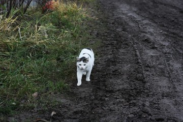 Beautiful white cat on the street in the village 