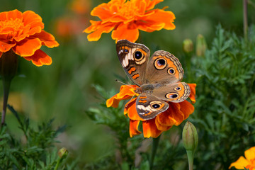Buckeye Butterfly on Orange Marigold