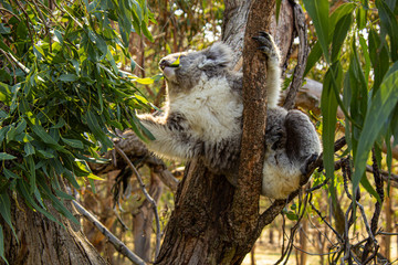 Wild Koala feeding on a Eucalyptus tree outdoors