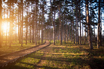 Public park with pine trees and running path horizontal