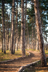 Fototapeta premium Public park with pine trees and running path vertical