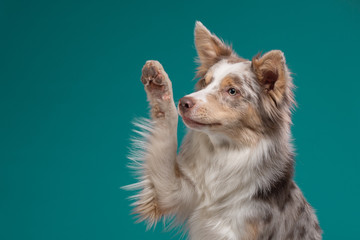 the dog waves its paw. Border Collie on a blue background. Pet in the studio