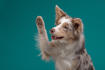 the dog waves its paw. Border Collie on a blue background. Pet in the studio - obrazy, fototapety, plakaty