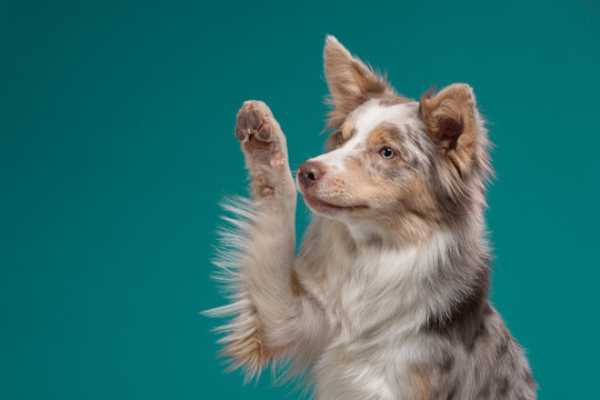 The Dog Waves Its Paw. Border Collie On A Blue Background. Pet In The Studio