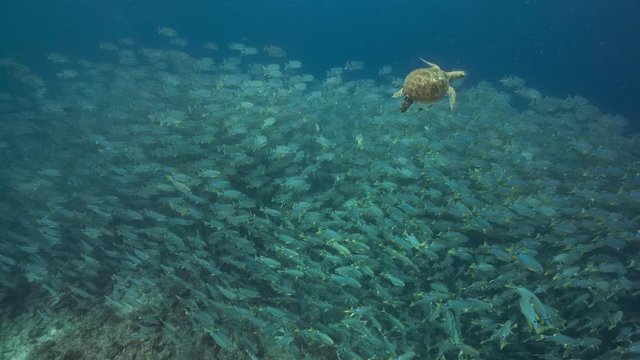 Turtle swims over huge spawning aggregation of fish (Sailfin Snapper)