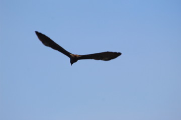 Fototapeta premium seagull flying in the sky