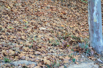 Carpet of dried autumn leaves in the park
