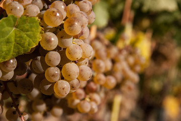 grapes on the vine