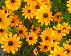 Fototapeta na wymiar yellow flowers on a green background