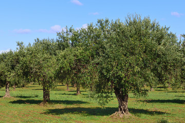 Plantation with olive trees in autumn carrying green olives in front of blue sky on Sicily in Italy