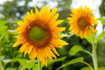 Fototapeta premium Bright yellow fresh sunflower.