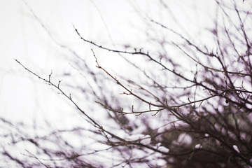 Fototapeta na wymiar leafless tree branchesof shrub in winter. Beautiful blur background. Selective focus