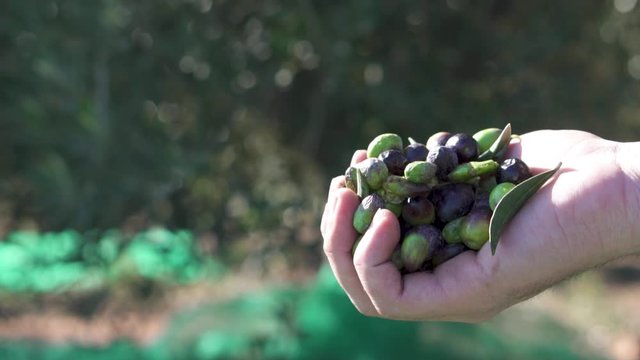 Slow motion of a hand holding olives in the field where they are harvested. The hand slowly drops the olives with the trees and work nets on the bottom of the image