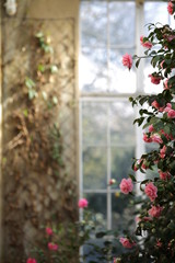 Fototapeta na wymiar Flowers in orangery
