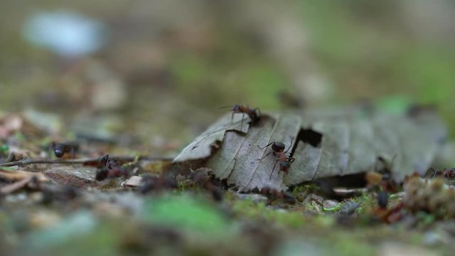 Ants collect pieces of leaves to build anthill - (4K)