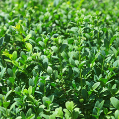 Griselinia leaves close-up