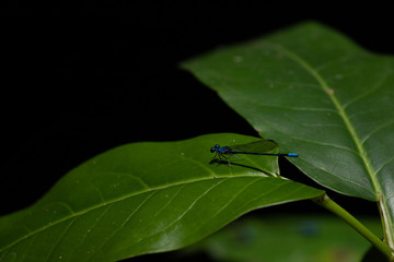 The Blue dasher on dark background. Small Dragon Fly on a large green leaf. Insect Life.