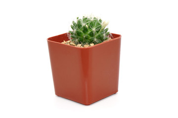 Cactus in pot isolated on white background. Potted ornamental plants for absorb electromagnetic (EMF) radiation from computer in office, easy care potted plants for home interiors