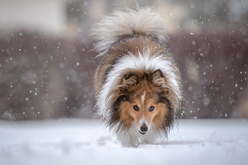 dog in snow