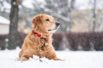 dog in the snow
