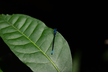 The Blue dasher on dark background. Small Dragon Fly on a large green leaf. Insect Life.