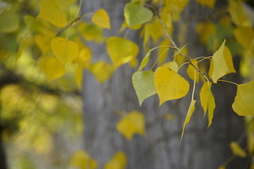 Colorful leaves in autumn forest.  Velez-Rubio, Almeria,Spain - 303959021