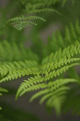 leaf of fern