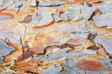 pine bark on the whole frame as background