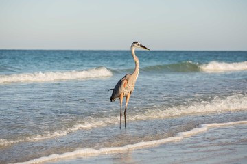 great blue heron