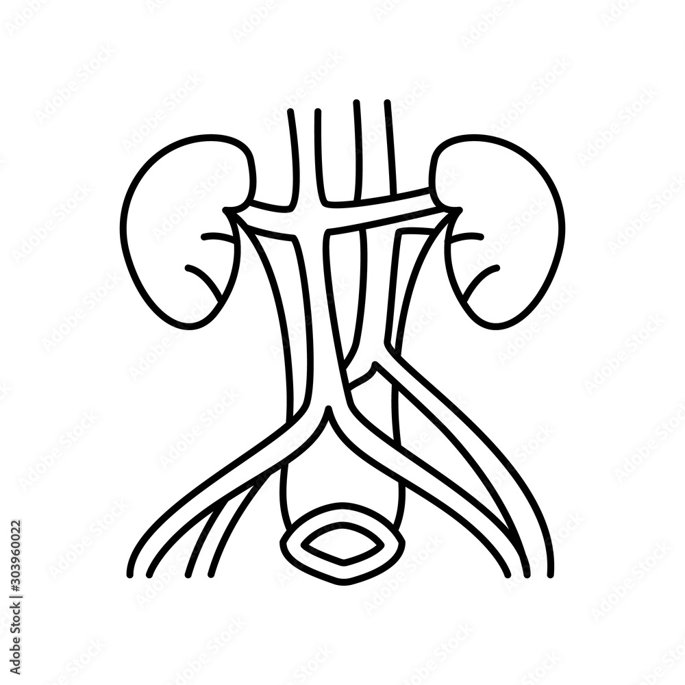 Poster kidney and adrenal glands icon. simple line, outline vector of urology icons for ui and ux, website 