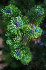 Mountain conifers closeup. Branch of a plant with a blue cone.