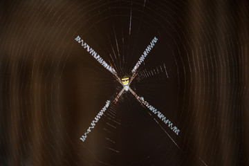 The spider climb on cobweb close up.