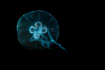Aurelia aurita jellyfish close-up in aquarium © JK