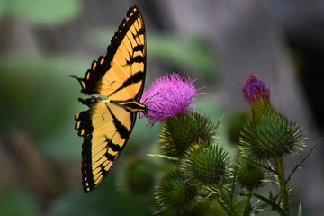 Yellow Tiger Swallowtail Butterfly on Purple Thistle