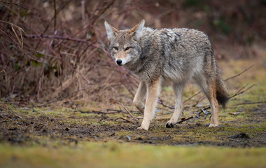 Naklejka na ściany i meble Coyote in British Columbia, Canada 