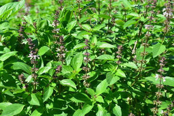 Sweet Basil, Thai Basil, Ocimum basilicum Linn