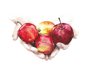 Apples colorful fresh fruits in hands healthy snack autumn fall harvest watercolor painting illustration isolated on white background - 303962849