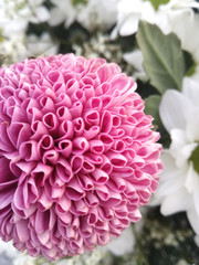 Contrast close up of purple natural colors on the plant. Flower with intense lilac flowering.