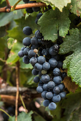 Cluster of lush grapes in Imprunetta, Tuscany, Italy