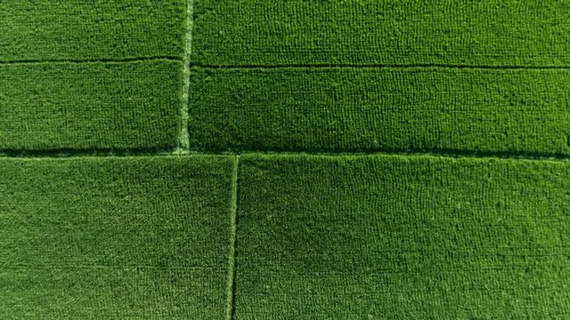 Top Down Aerial Drone Shot of Beautiful Green Rice Paddy Fields in Ubud Indonesia South East Asia Farming Industry Agriculture Food