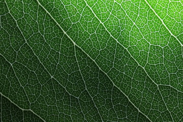 Close-up green leafs. abstract texture and lines of nature.