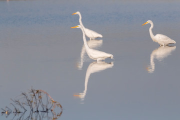 Three Great Egretts (Ardea alba) Fishing In Galveston Bay