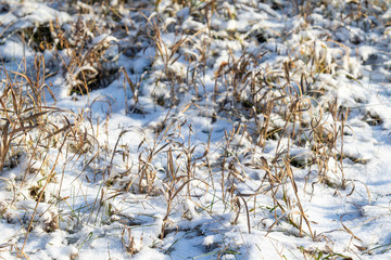 Dry grass from under the snow, landscape of nature.